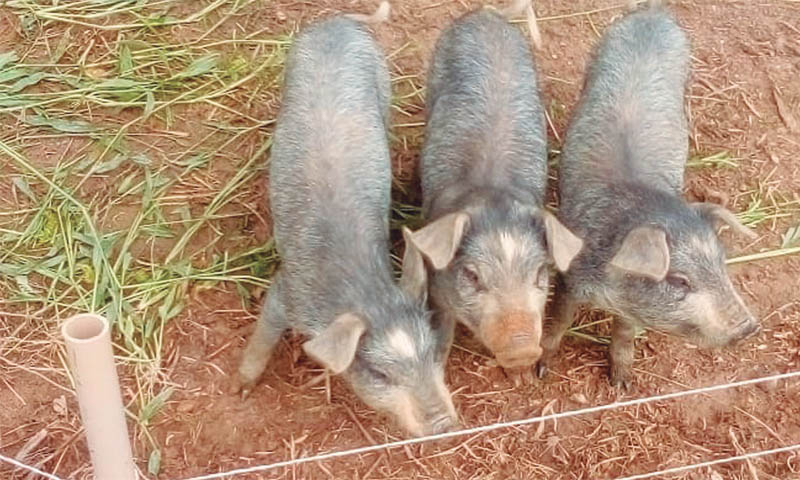 Campo-larguense cria porcos em extinção de maneira orgânica em parceria com a UFPR