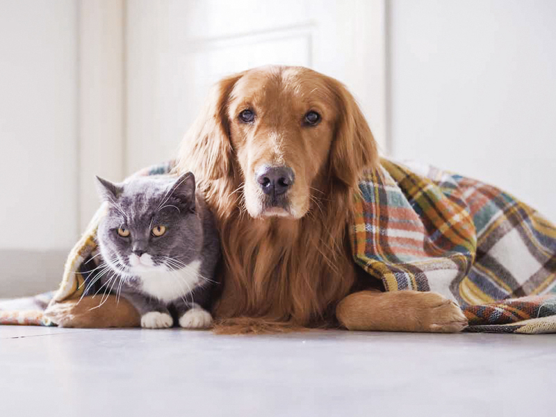 Cuidados com animais de estimação durante dias frios são essenciais para evitar doenças