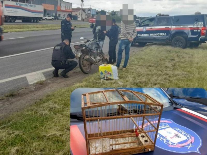 GMCL prende indivíduos com moto roubada na Rondinha e outro por crime ambiental no Partenope