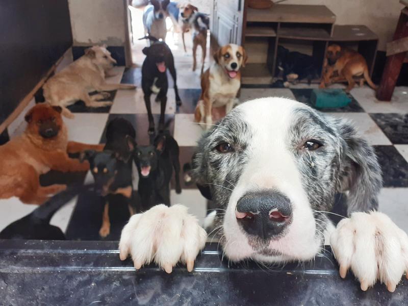 Protetores pedem urgência em  providências para animais abandonados