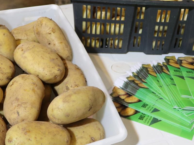 Campo Largo recebe Dia de Campo da Embrapa com lançamento de nova variedade de batata orgânica