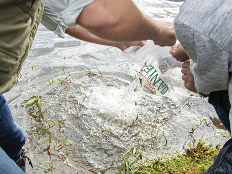 150 mil peixes soltos no Parque Cambuí  possibilitarão pesca esportiva para crianças