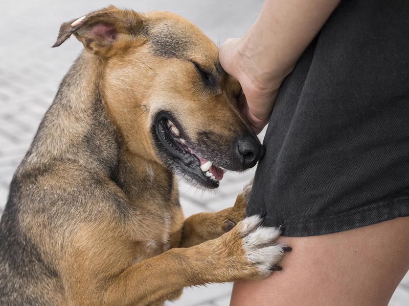 Período de fim de ano traz alerta para abandono de animais