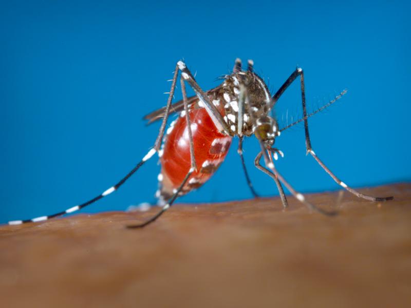 Campo Largo registra três casos autóctones de dengue e pede atenção para medidas preventivas