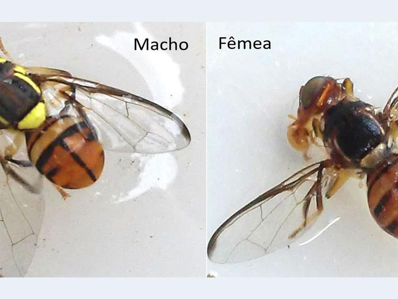 Ministério declara Roraima área de quarentena para mosca da carambola