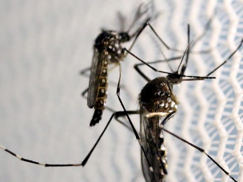 Notificações de zika vírus aumentam no país em relação a 2022