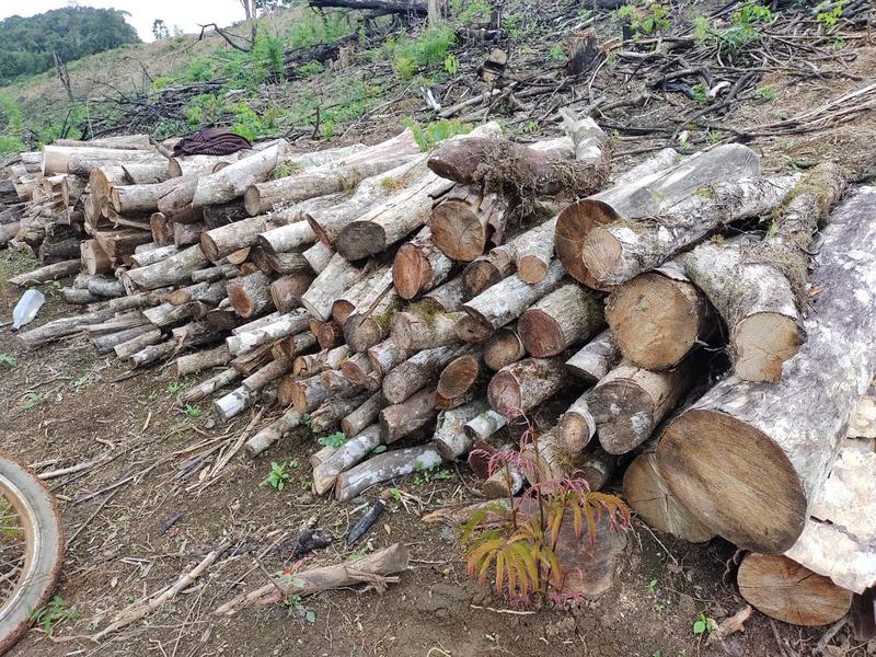 Meio Ambiente e GMCL fiscalizam área de desmatamento no interior de Campo Largo 
