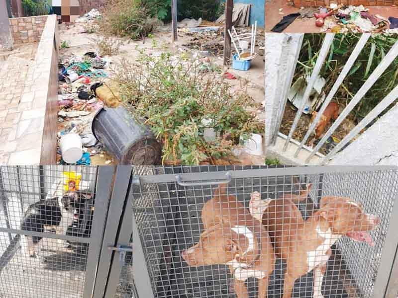 SOS 4 Patas resgata três animais abandonados  e trancados em terreno por dona no Jardim Social