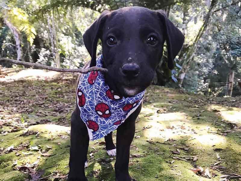 Mais de 30 resgates de animais abandonados e/ou feridos por mês em Campo Largo pela SOS 4 Patas