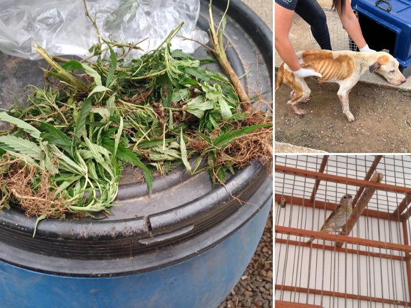 Preso após denúncia de cultivo de maconha foi autuado ainda por crime ambiental e maus tratos de animais no Três Rios