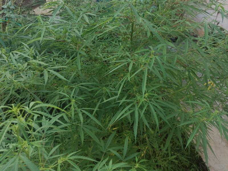 PMPR atende a denúncia anônima e apreende pés de maconha em uma residência no Centro 