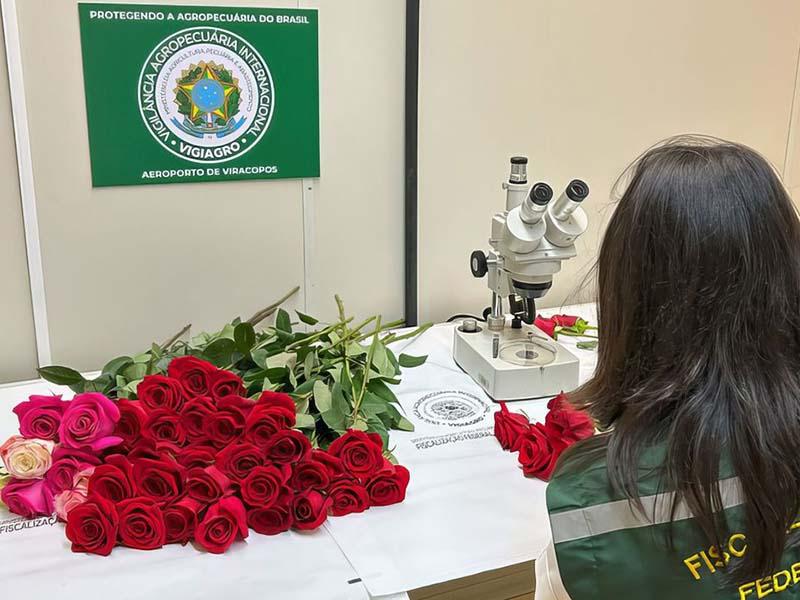 Dia dos Namorados terá reforço de 50 toneladas de rosas colombianas 