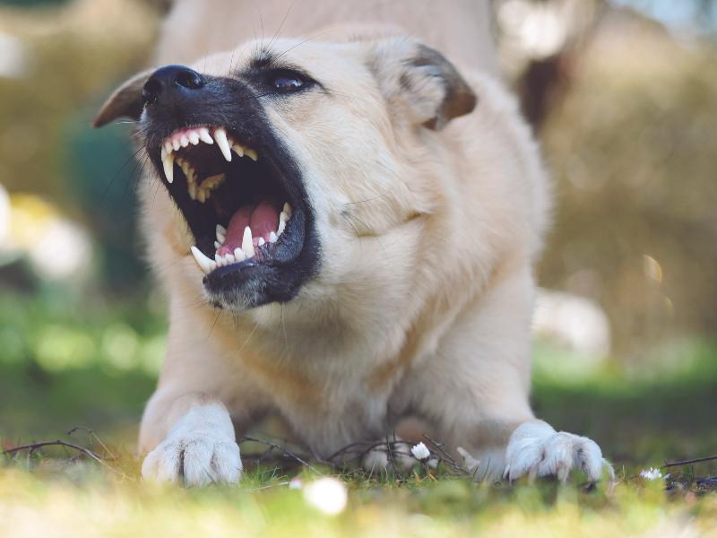 Mês do ‘cachorro louco’: veterinária reforça a importância dos cuidados contra a raiva canina