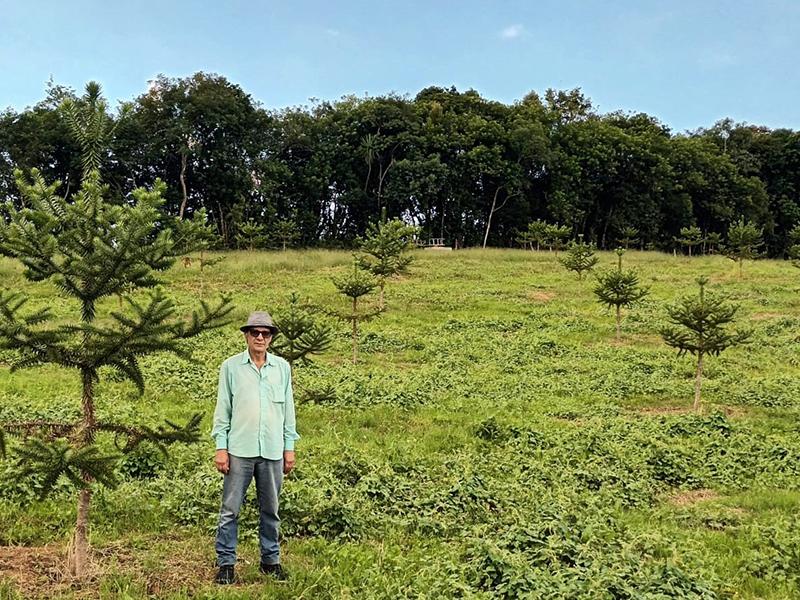 Agricultor campo-larguense investe em Araucária  enxertada que acelera produção de pinhão