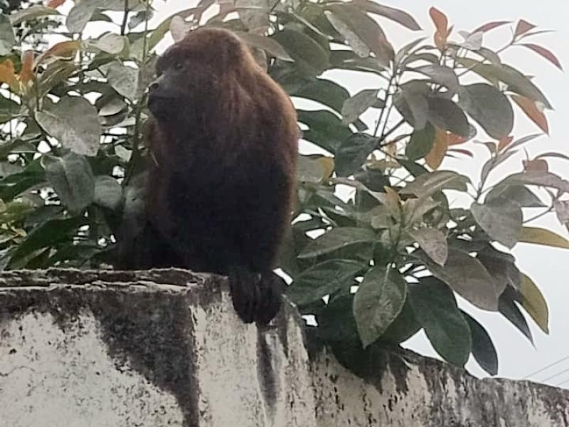 Macaco Bugio aparece no Centro de Campo Largo