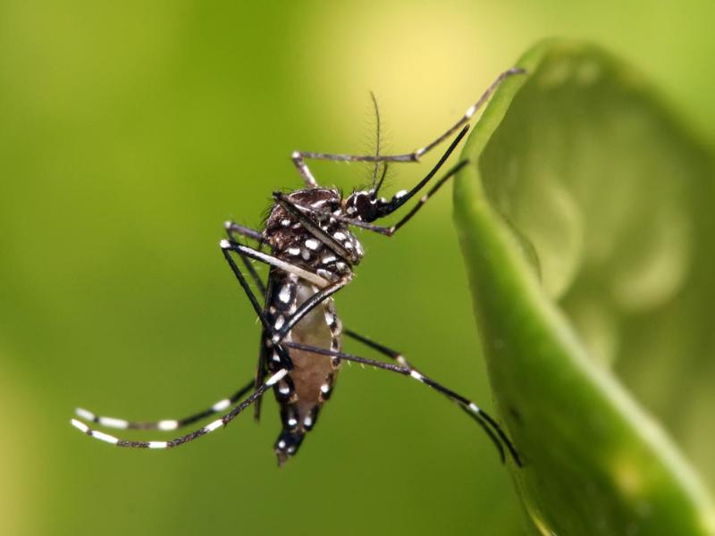 Campo Largo apresenta infestação do mosquito transmissor da dengue