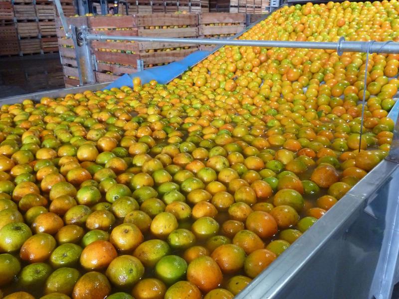 Limões, laranjas e tangerinas: citricultura ocupa 54% da área da fruticultura no Paraná