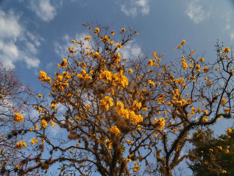 Secretaria da Saúde do Paraná orienta sobre alergias ocasionadas pela chegada da primavera