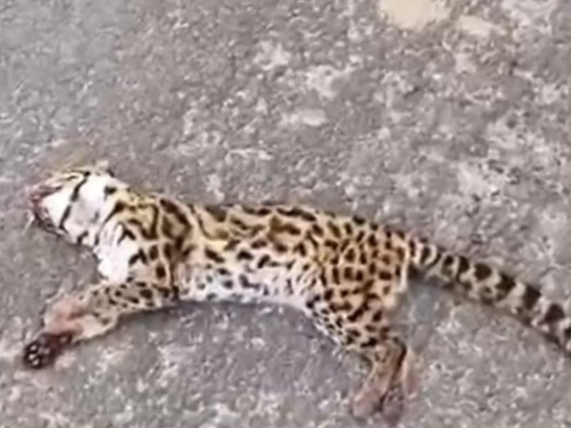 Jaguatirica é encontrada morta na PR-423, em Campo Largo
