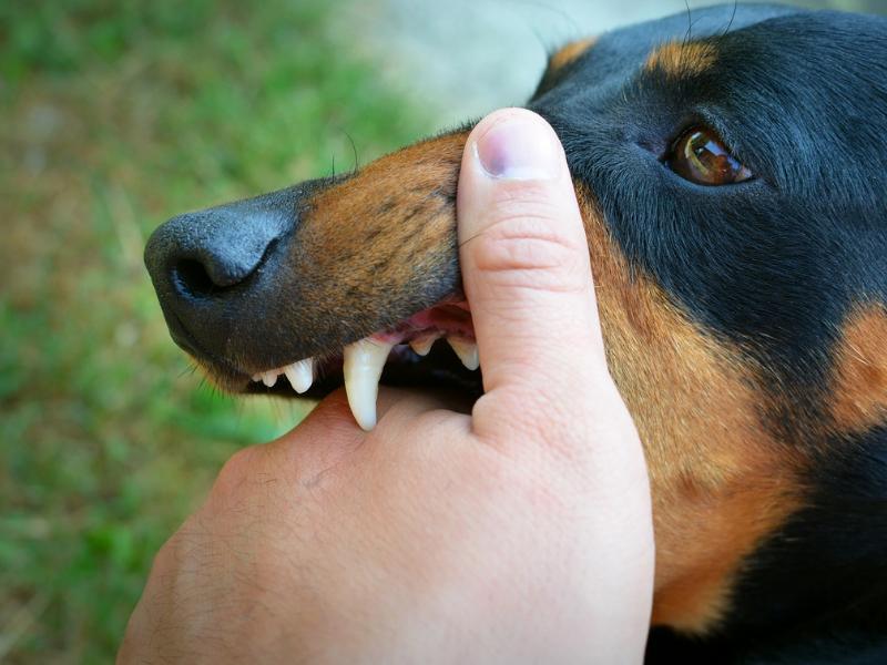 Vigilância em Saúde Ambiental explica protocolo antirrábico em caso de mordedura de animais