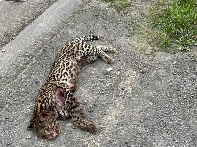 Jaguatirica é encontrada morta às margens da BR-277 em Balsa Nova