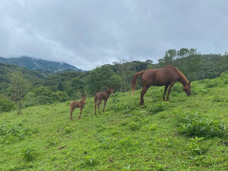 Égua de 17 anos surpreende criador ao dar à luz  gêmeos híbridos em parto extremamente raro