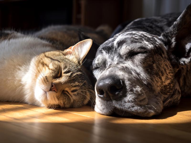 Castra+Paraná2 volta a Campo Largo e Balsa Nova para castrações gratuitas na próxima semana; veja como fazer o cadastro