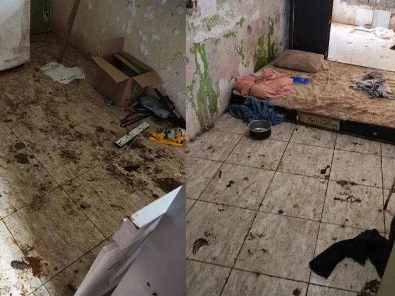 Cães em situação de maus-tratos são resgatados de porão em Campo Largo; tutora foi presa em flagrante 