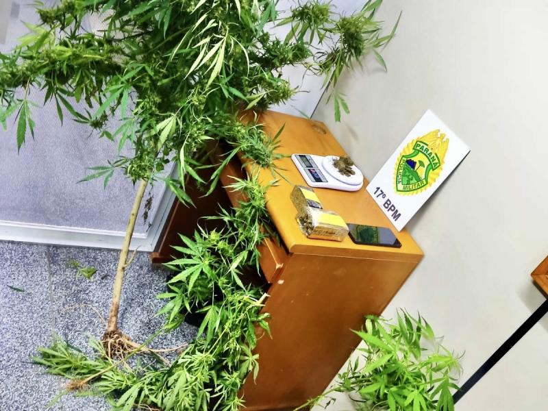 Pés de maconha e dois tabletes apreendidos pela PM em residência no Itaqui de Cima
