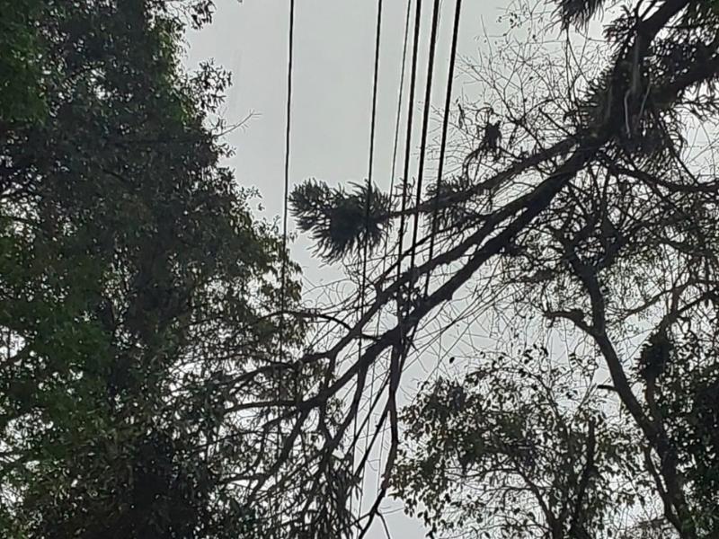 Chuvas e ventos causam danos à rede de distribuição de energia e 138 ocorrências foram registradas pela Cocel