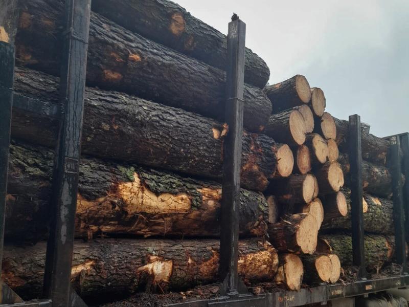 N Madeiras oferece segurança e eficiência nas extrações de pinus e eucalipto