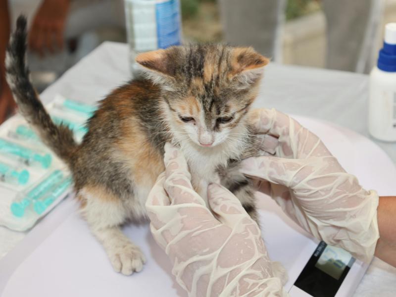 Campo Largo terá clínica veterinária itinerante para atender bairros com serviços gratuitos