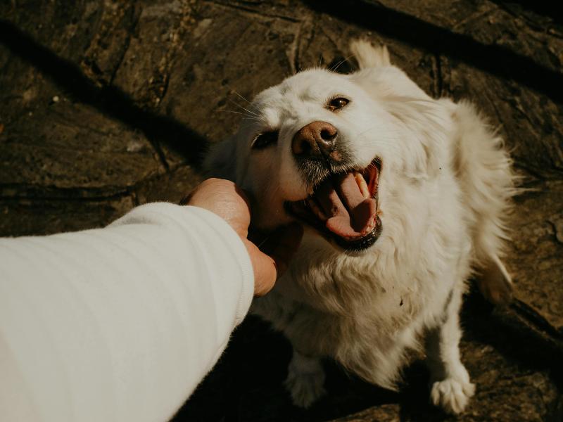 Campo Largo participa de mapeamento nacional para fortalecer o turismo pet friendly no Brasil