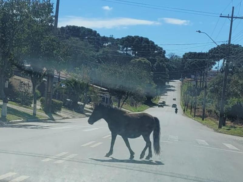 Animais soltos nas vias reacendem alerta em Campo Largo após acidentes no fim de semana