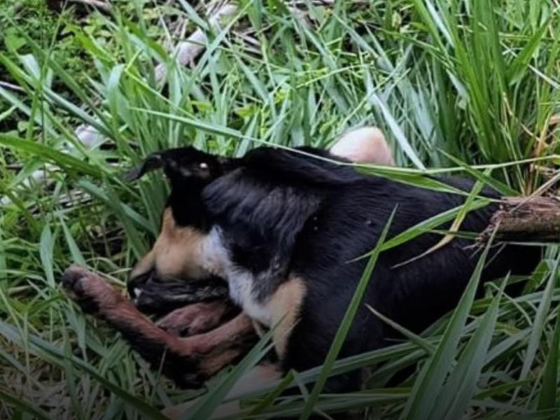 Homem é preso após cão atropelado ficar sem socorro no Rivabem, em Campo Largo