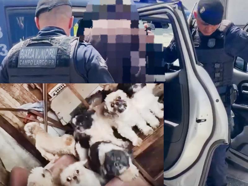 Guarda Municipal atende denúncias de maus-tratos a animais em Campo Largo