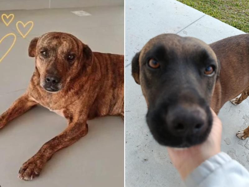 Vereador aponta abandono de cães em Campo Largo após desaparecimento no entorno do Mercado Livre, em Araucária