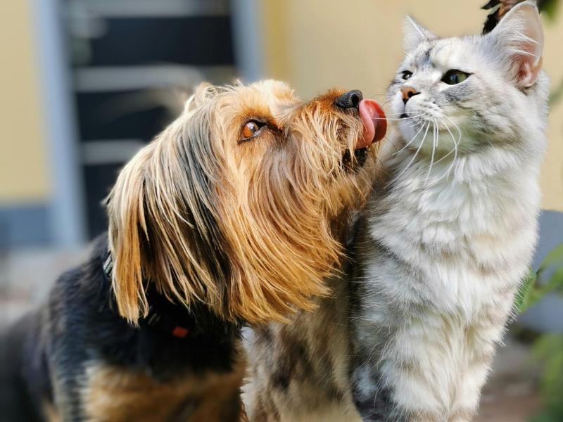 Campo Largo registra 570 denúncias de maus-tratos a animais em apenas um ano