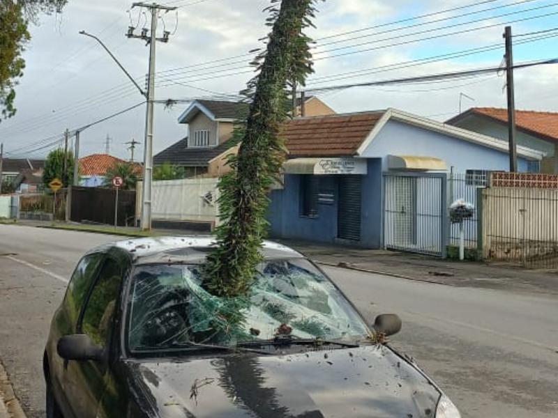 Galho de pinheiro atravessa para-brisa de carro ocupado por motorista e passageiro em Campo Largo